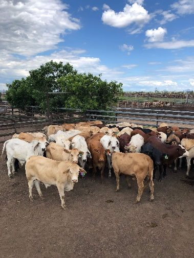 2023 Cattlemen's Challenge update: steers arrive at Paringa Feedlot - herd of about 40 young cattle of assorted colours, background of tree and sky.