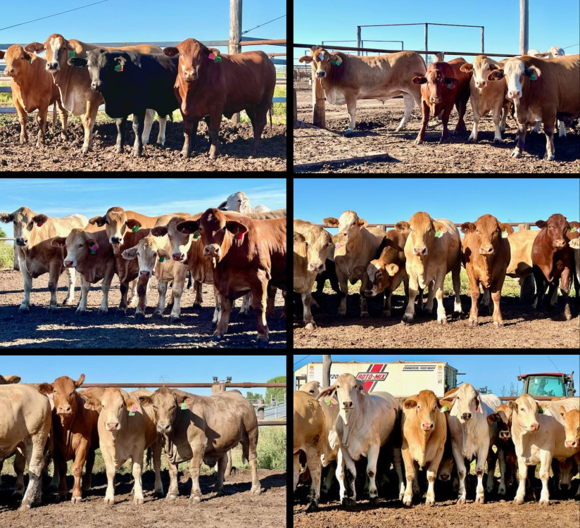 Cattlemen's Challenge steers at Paringa 2023